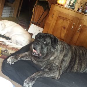 Meet your Posher, Arlene